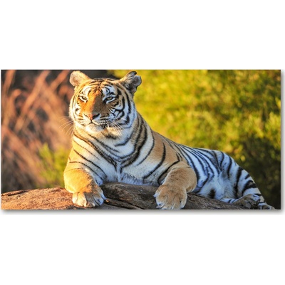 Foto obraz fotografie na skle portrét tigra 100x50 cm