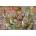 Ravensburger - Puzzle Garden of Sun Signs - 3 000 piese