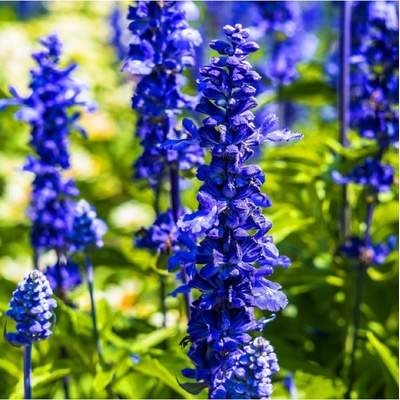 Šalvěj pomoučená Strata - Salvia farinacea - semena - 20 ks
