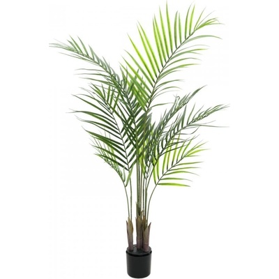 Areca palma s velkými listy, 125 cm
