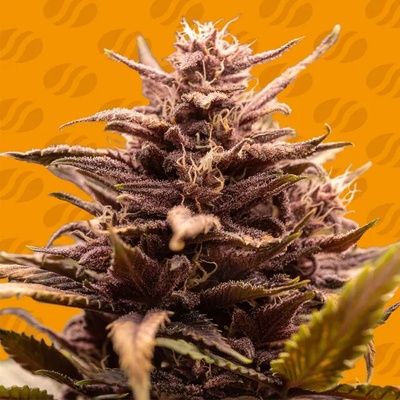 Original Sensible Seeds Blackwater semienka neobsahujú THC 10 ks