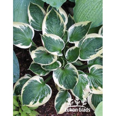 Lukon Glads Hosta KARIN - bohyška, funkie