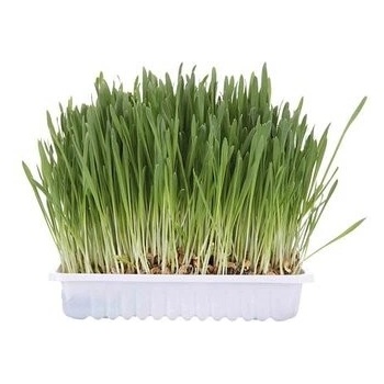 Trixie Tráva pro kočku v misce 100 g