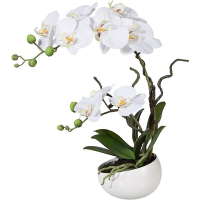 Orchidea Můrovec biely v kvetináči, 42cm