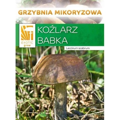 PLANTO Kozák březový ( Leccinum scabrum ) mykorhyzní mycelium PO-SM-KB