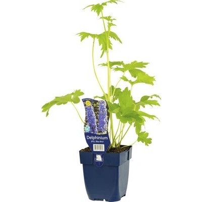 Stračonôžka FloraSelf Delphinium kultivar Blue Bird výška 5-20 cm kvetináč 0,5 l