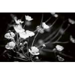 DIMEX ART Флизелинов фототапет черно-бели цветя 375 x 250 см