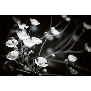 DIMEX ART Флизелинов фототапет черно-бели цветя 375 x 250 см