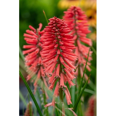 Kniphofia hybrida POCO RED - mnohokvět, kleopatřina jehla