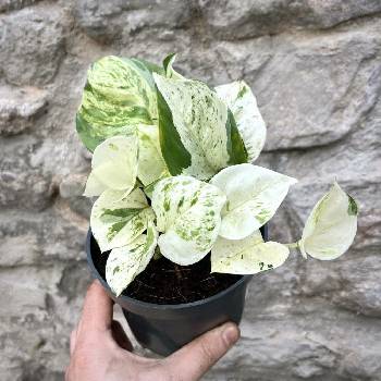 Epipremnum Happy Leaf