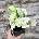 Epipremnum Happy Leaf