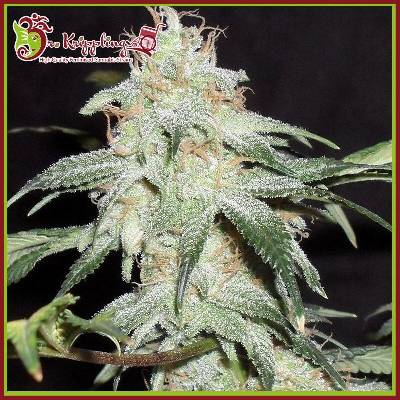 Dr. Krippling Seeds Pickled Diesel AUTO semena neobsahují THC 10 ks