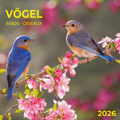 Birds, 30 x 30 cm 2026