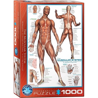 EuroGraphics Svalová soustava The Muscular System 1000 dílků