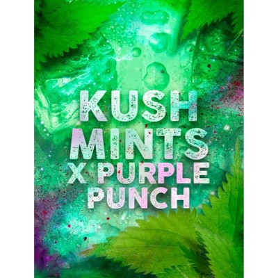 Tramuntana Seeds Kush Mints x Purple Punch semienka neobsahujú THC 3 ks