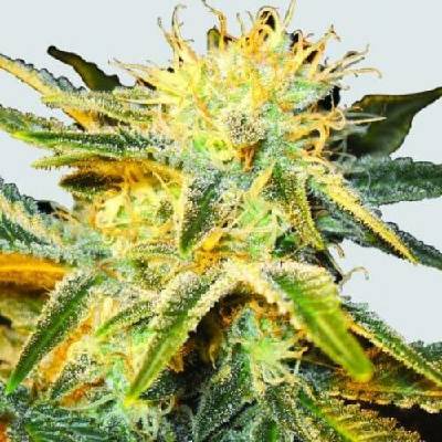 Nirvana Ice regular 10ks semena neobsahují THC