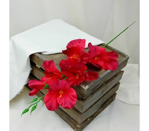 Gladiola červená - halúzka