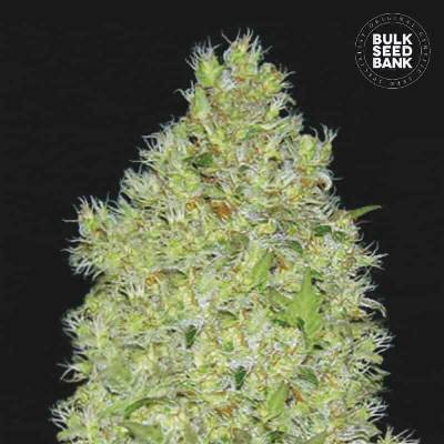 Bulk Seed Bank Chronical semena neobsahují THC 10 ks