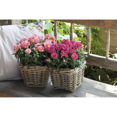 Hvozdík Dianthus Sunflor plastový květináč Ø 10,5 cm, různé barvy
