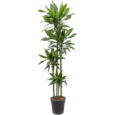 Dracaena fragrans "Janet Lind" branched multi 27x190 cm