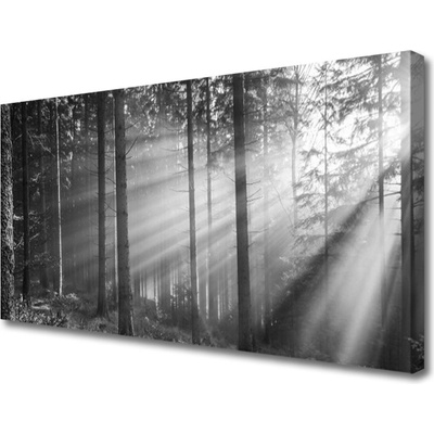 Obraz Canvas Les príroda lúče slnka 100x50 cm