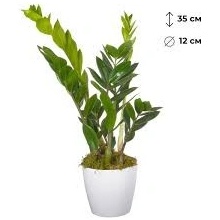 Zamioculcas zamiifolia