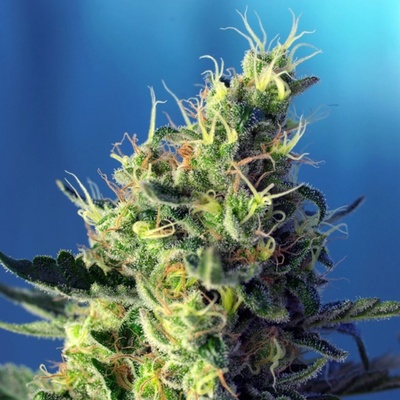 Sweet Seeds Sweet Pure CBD semienka neobsahujú THC 100 ks