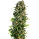 Sensi Seeds Hindu Kush semena neobsahují THC 3 ks