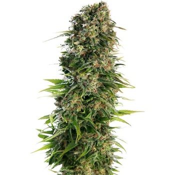 Sensi Seeds Hindu Kush semena neobsahují THC 3 ks