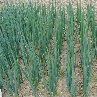 Cibule sečka Entita - Allium fistulosum L. - semena - 150 ks