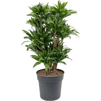 Dracaena fragrans compacta Branched-multi 30x100 cm