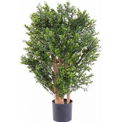 BUXUS NEW KEŘ, 70cm