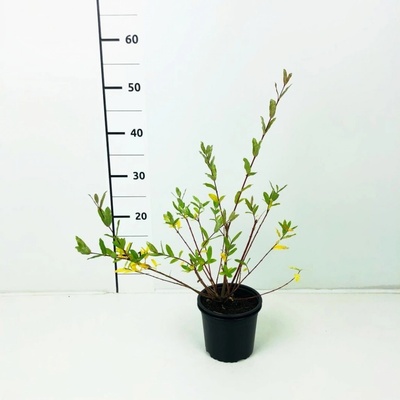 Salix integra 'Hakuro-nishiki' Prodejní velikost: 040/060, Velikost hrnku: 5 l