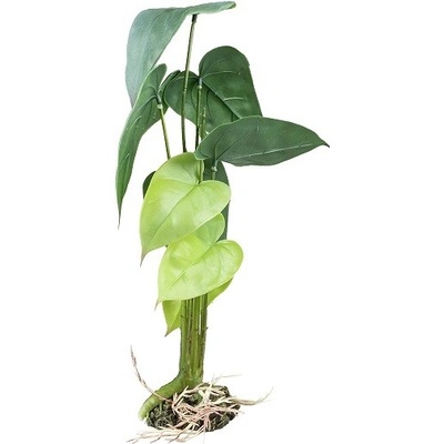 Terarijná rastlina Monstera L 45cm