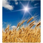 DIMEX ART Флизелинов фототапет пшенично поле 225 x 250 см