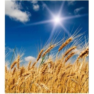DIMEX ART Флизелинов фототапет пшенично поле 225 x 250 см