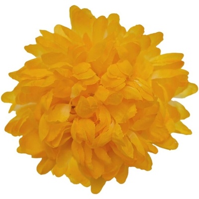 Chryzantéma žlutá 14 cm, sada 12 ks