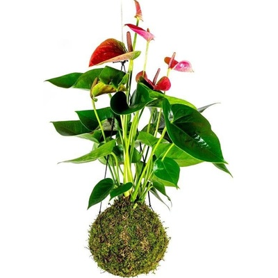 Gardners Kokedama Anthurium andraeanum červená (L) Anturie, toulitka, prasečí ocásek 1 ks