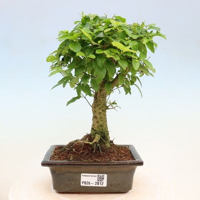 e-bonsai Pokojová bonsai -Ligustrum chinensis - Ptačí zob