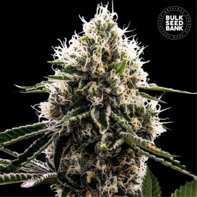 Bulk Seed Bank Dosidos Rocketos semena neobsahují THC 10 ks