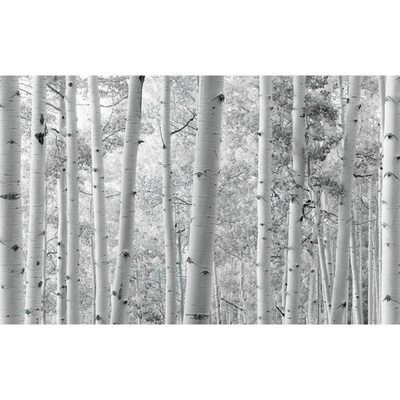 Komar Vliesová fototapeta Espenwald 450 x 280 cm