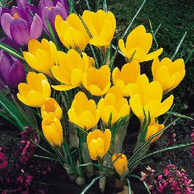 Krokus Golden Yellow