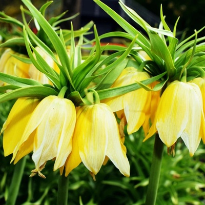 Řebčík královský Lutea Fritillaria imperialis cibule řebčíku 1 ks