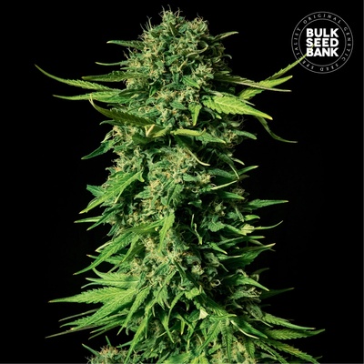 Bulk Seed Bank Mandalime Juice semienka neobsahujú THC 100 ks