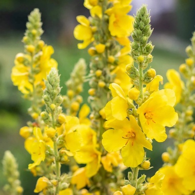 Divizna malokvětá Verbascum thapus semena divizny 150 ks