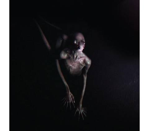 Tool: Opiate² Blu-ray