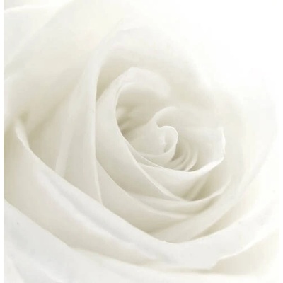 Plakát, Obraz - A close-up of a single white rose, VIDOK, 40 × 30 cm