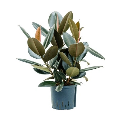 Ficus elastica abidjan 3pp 22/19 v.70 cm