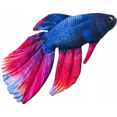 Gaby Polštář Beta Bojovnice pestrá 53 cm – Zboží Dáma