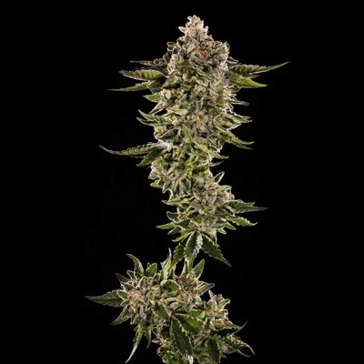 Trilogene Seeds Honey Bird semienka neobsahujú THC 5 ks